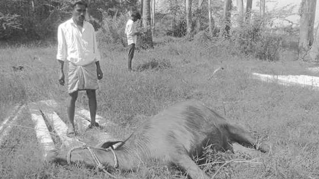 Electric shock | విద్యుత్ షాక్‌తో పాడి బర్రె మృతి.. చిన్న పెండ్యాలలో ఘటన