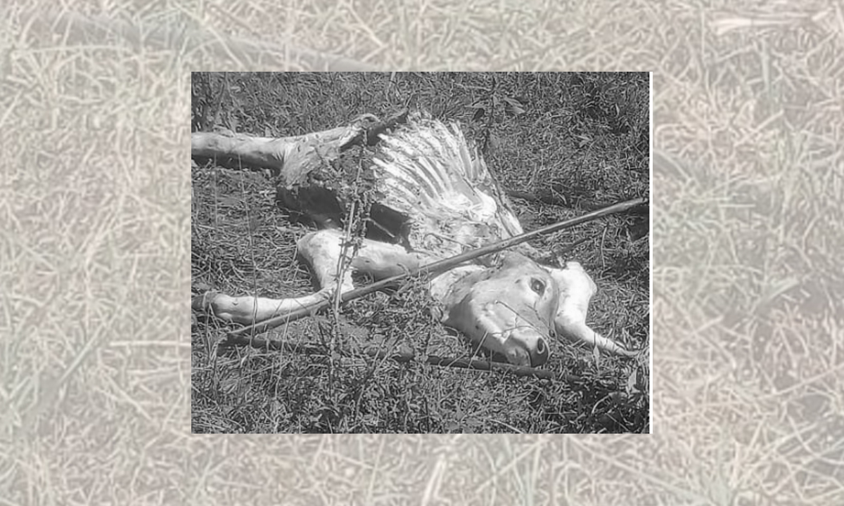 సుందరగిరిలో హైనా దాడి.. లేగదూడ మృతి