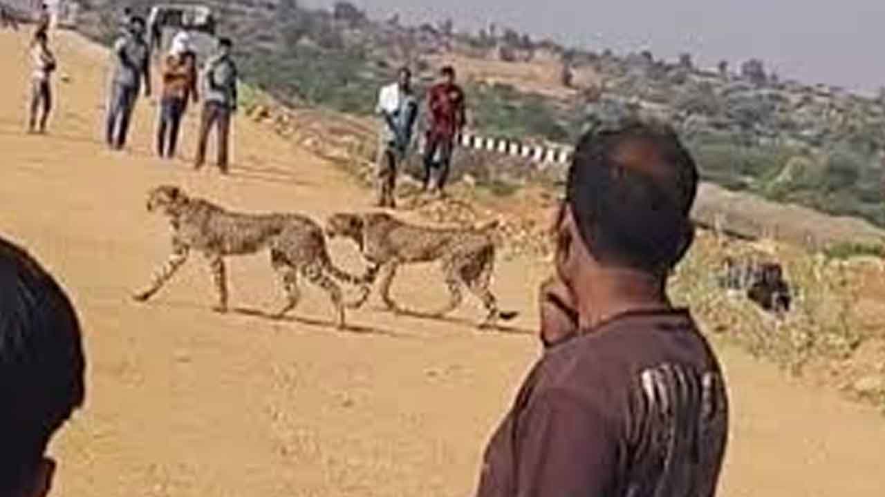 చీతాలపై రాళ్ల దాడి
