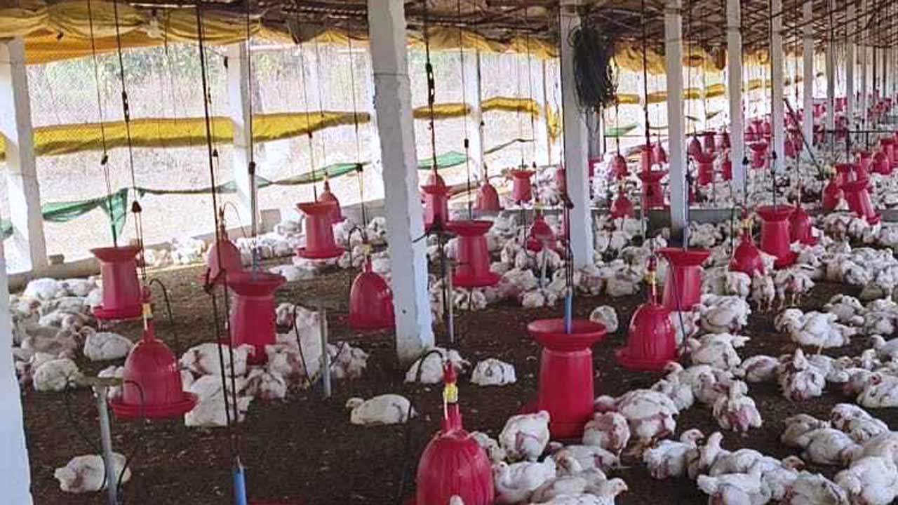 Medak | ఒకే ఊళ్లో వెయ్యి కోళ్లు మృతి.. రైతు ఫిర్యాదు చేసినా పట్టించుకోని అధికారులు