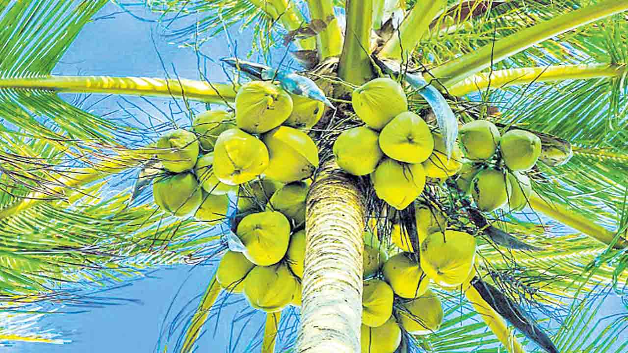 ఘనం.. పీవీ వనం