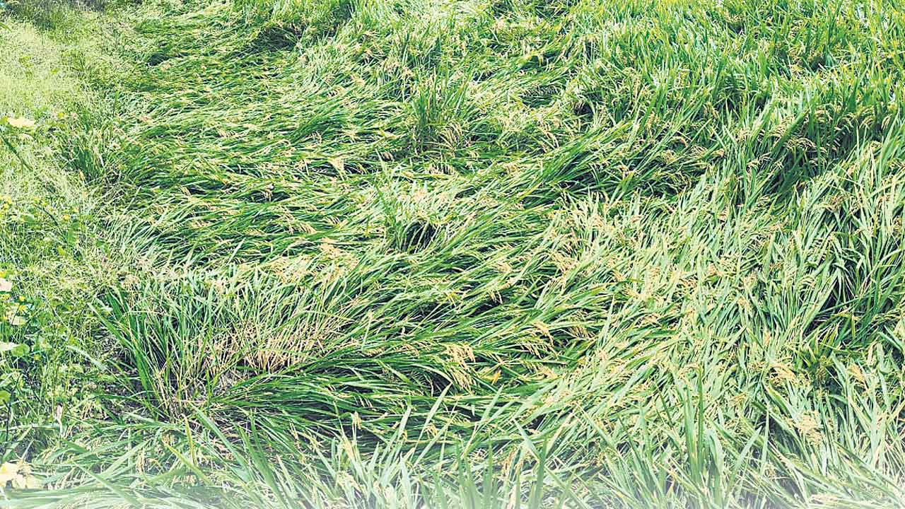 గాలివాన.. కడగండ్లు మిగిల్చిన వడగండ్లు