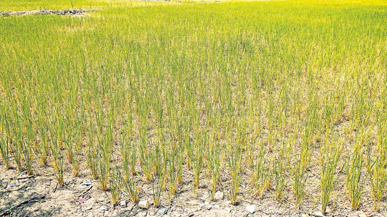 Kaleshwaram | సూర్యాపేటలో పారింది కాళేశ్వరం జలాలే.. ఎస్సారెస్పీ నీళ్లు వస్తే ఇప్పుడు వరి ఎందుకు ఎండుతుంది?