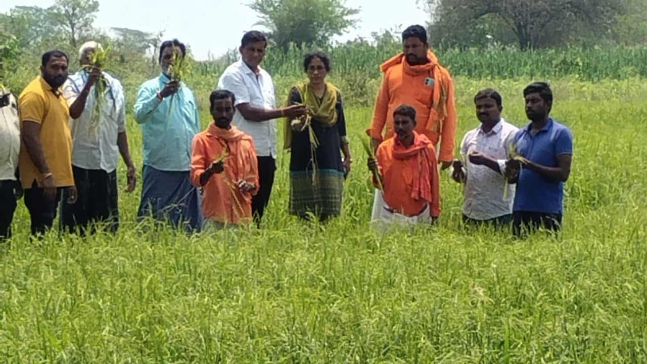 Peddapalli | పెద్దపల్లి జిల్లా హన్మంతునిపేటను ముంచెత్తిన రాళ్లవాన..1300 ఎకరాల వరి పంట నేలమట్టం