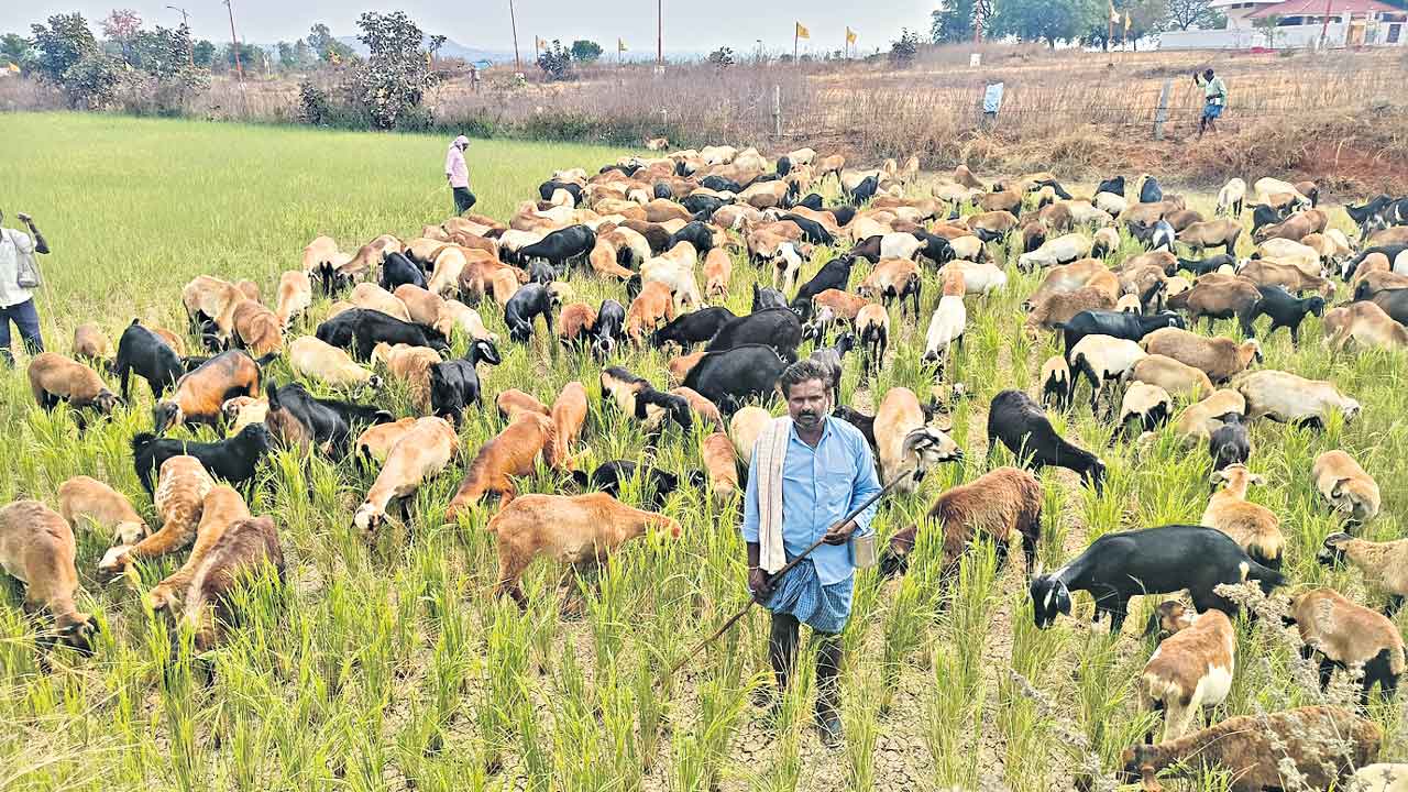 పంట గొర్రెలపాలు