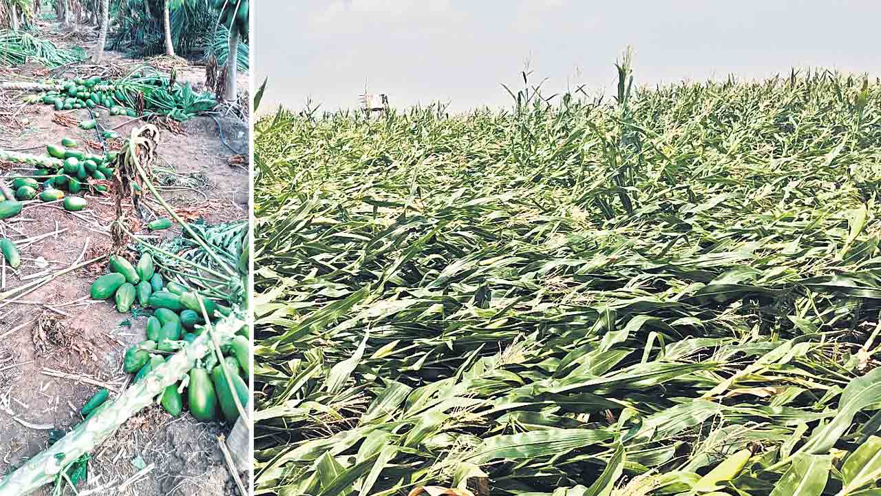 రైతు శ్రమ నేలపాలు..