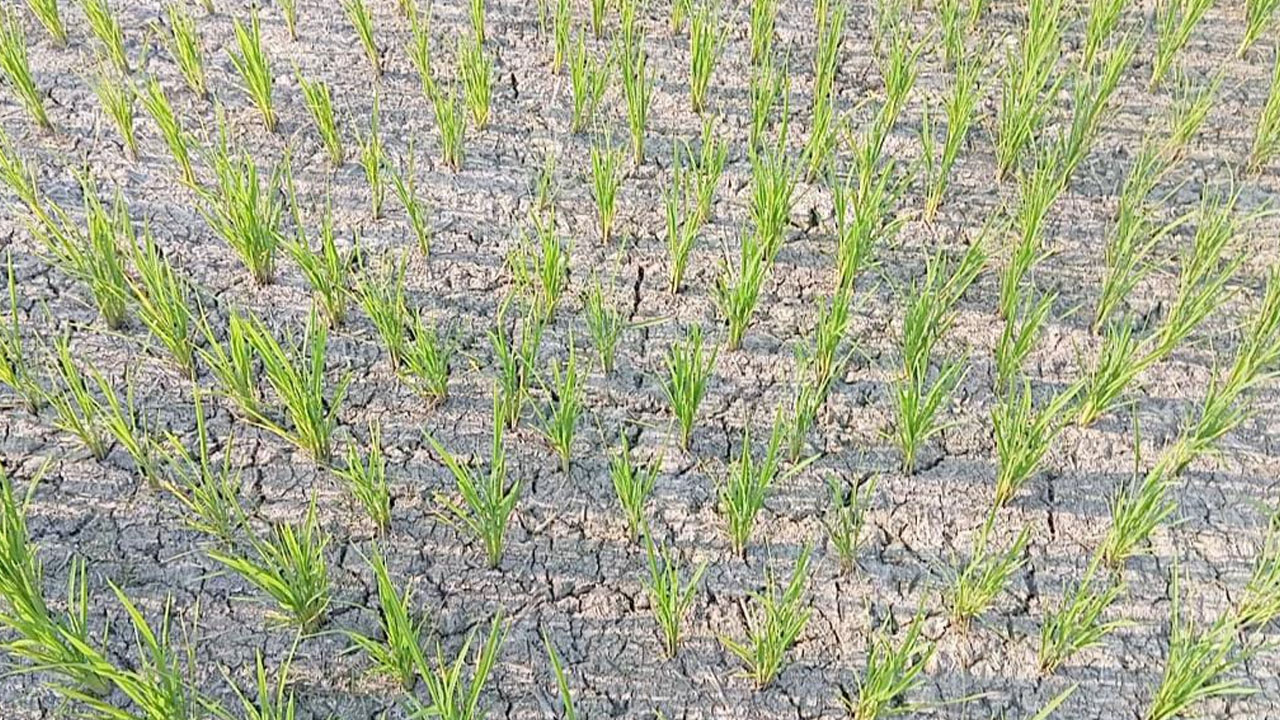 Medak | ఎండుతున్న పొలాలు.. బోరుమంటున్న రైతులు