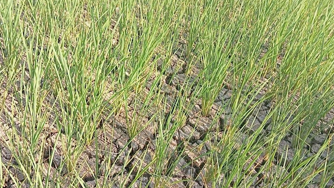 Medak | అడుగంటుతున్న రైతుల ఆశలు.. బీడుబారుతున్న పంట పొలాలు