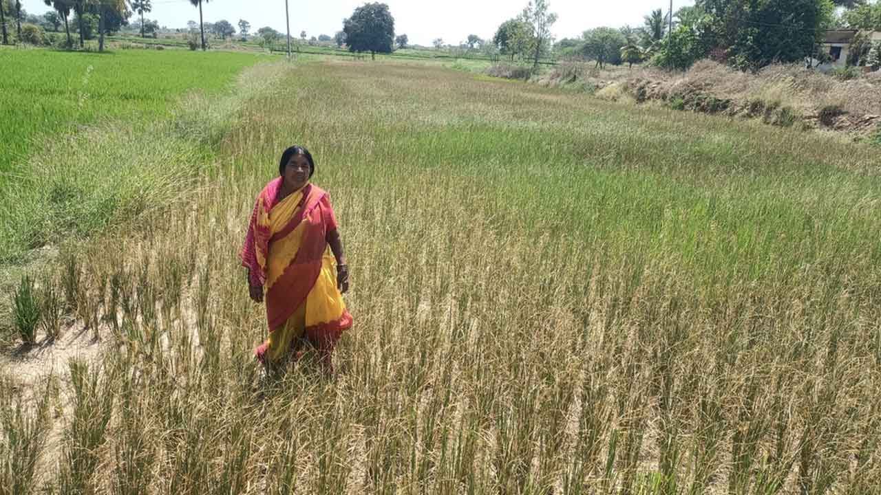 Crops | చుట్టూ రిజార్వాయర్లు..! కండ్లముందే ఎండుతున్న పంటలు