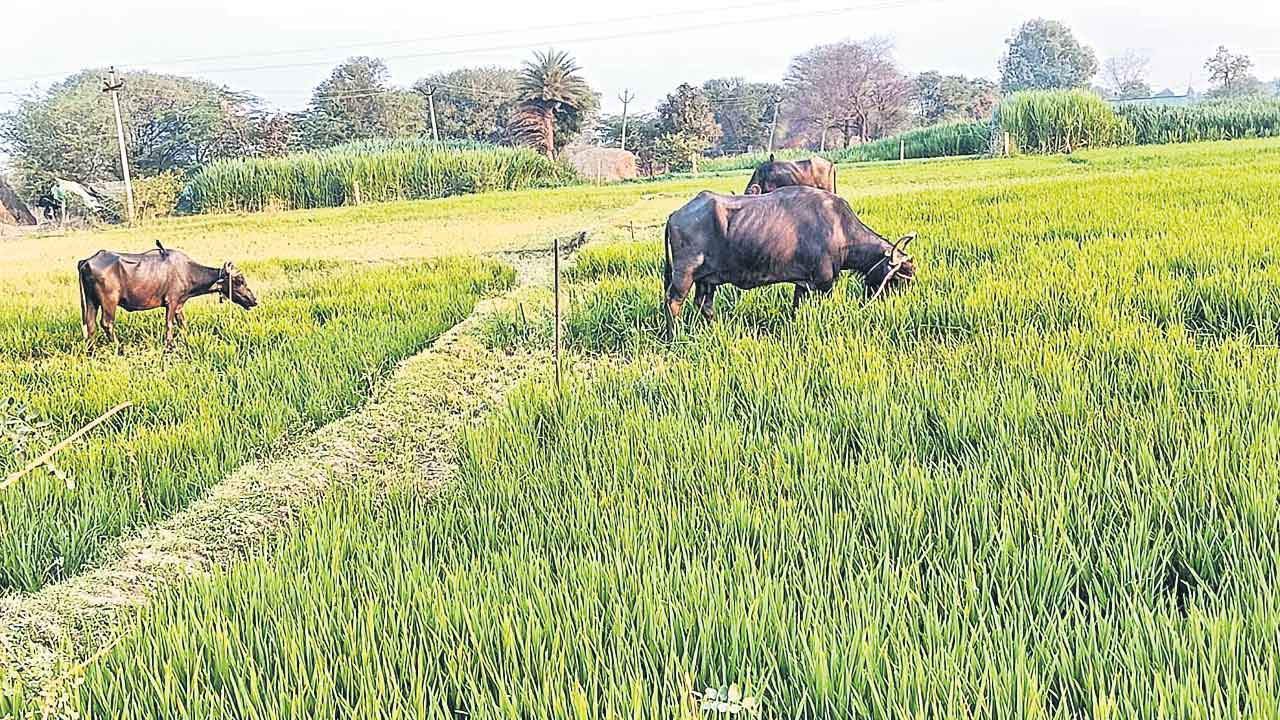 Rangareddy | పచ్చని సేలు మాడుతున్నయ్‌.. చేతికందాల్సిన పంట పశువుల పాలు