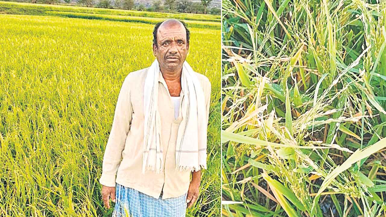 50వేల ఎకరాల్లో పంట నష్టం