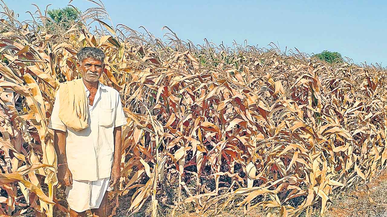 Crops Loss