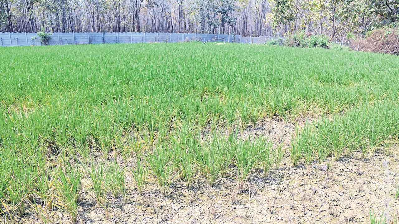 చివరికి చేతికొచ్చేనా..!