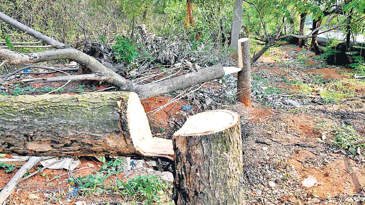 Supreme Court | 454 చెట్లను నరికేశాడు.. చెట్టుకు లక్ష చొప్పున జరిమానా విధించిన సుప్రీంకోర్టు