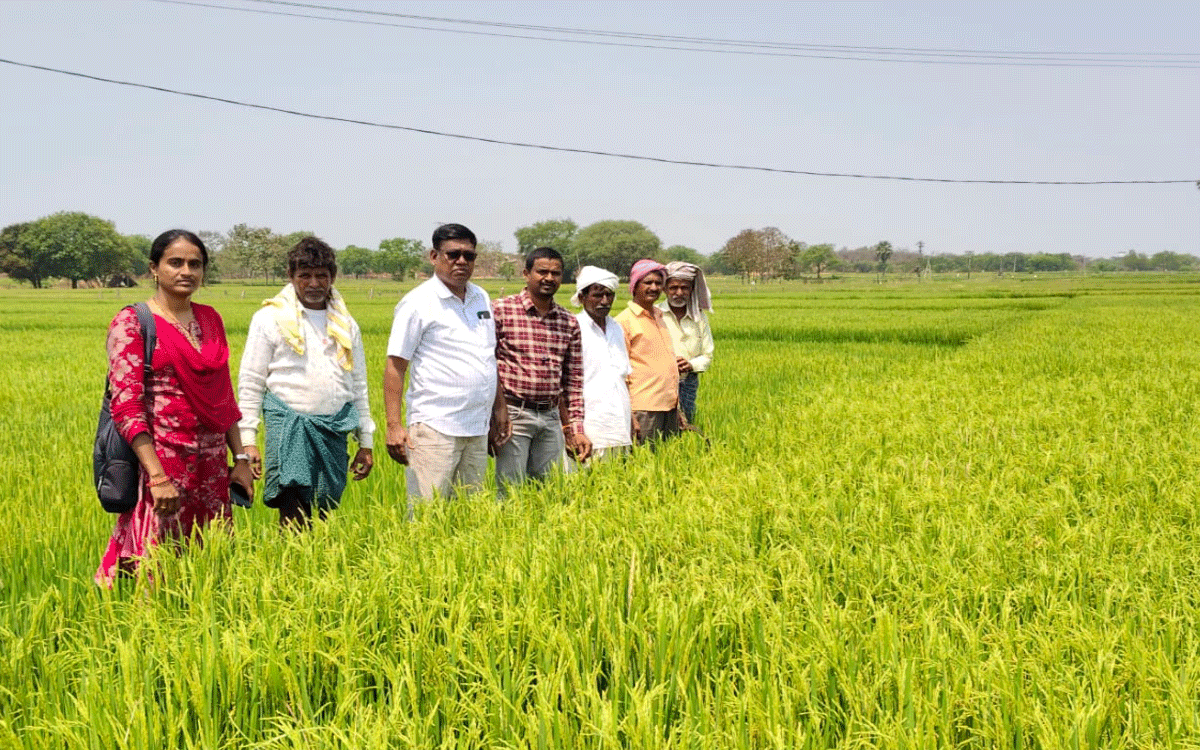 Crop Protection : వరిలో సస్య రక్షణ చర్యలు చేపట్టాలి : డీఏఓ శ్రీధర్రెడ్డి