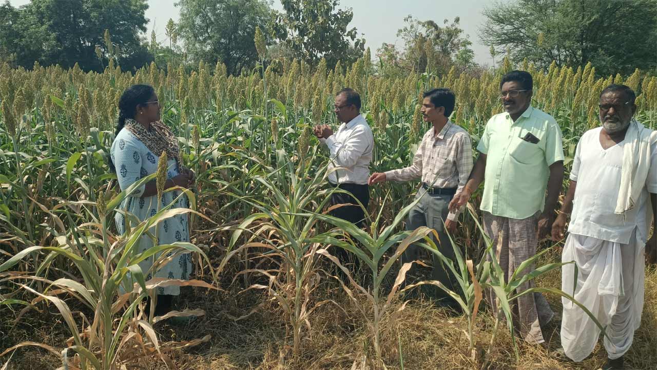 Adilabad | యాసంగి పంటలను పరిశీలించిన జిల్లా వ్యవసాయాధికారి