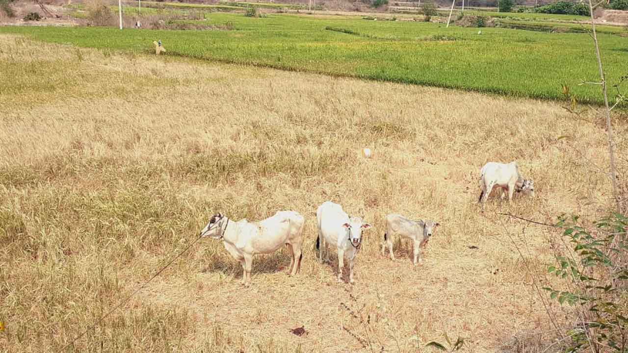 Crops drying | వ్యవసాయ బావుల్లో అడుగంటిన భూగర్భ జలాలు.. ఎండిపోతున్న పంటలు
