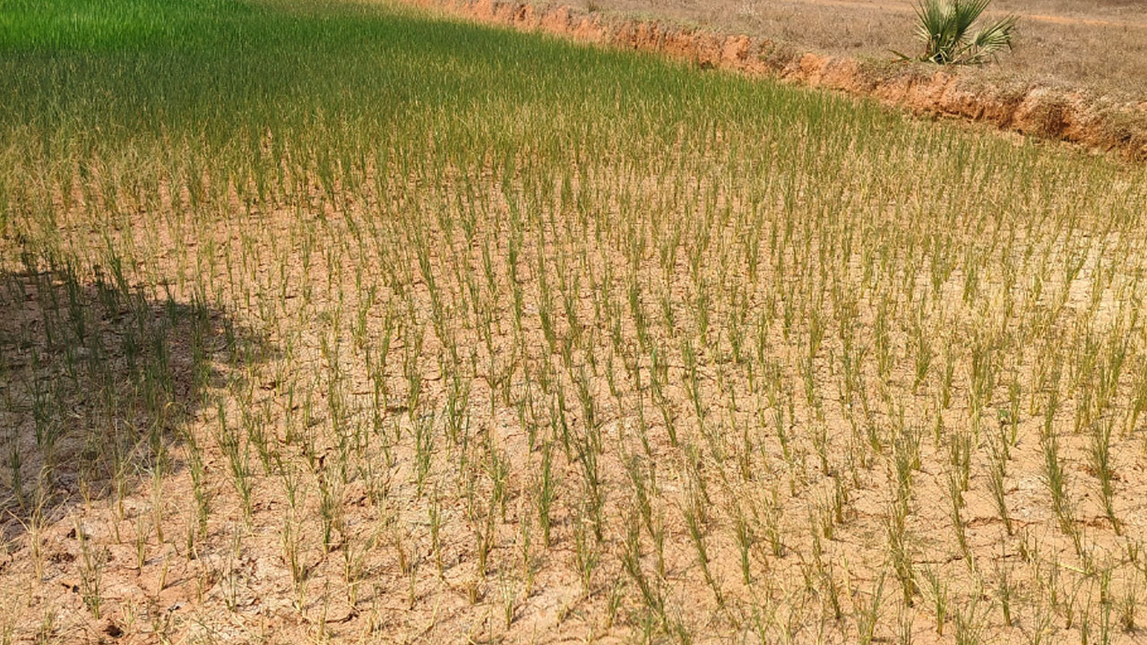 Dhoolmitta2