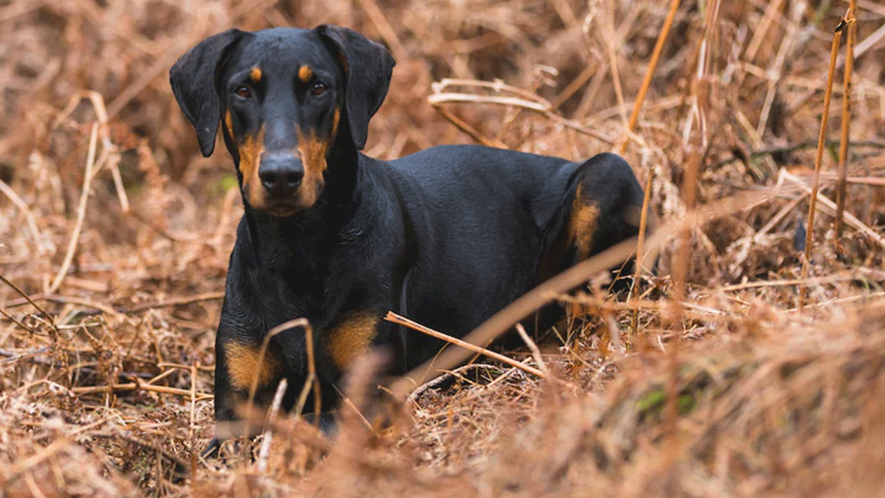 Dog Cloning: చ‌నిపోయిన‌ కుక్క జ‌న్యువుల‌తో క్లోనింగ్‌.. 19 ల‌క్ష‌లు ఖ‌ర్చు పెట్టిన చైనీస్ మ‌హిళ‌