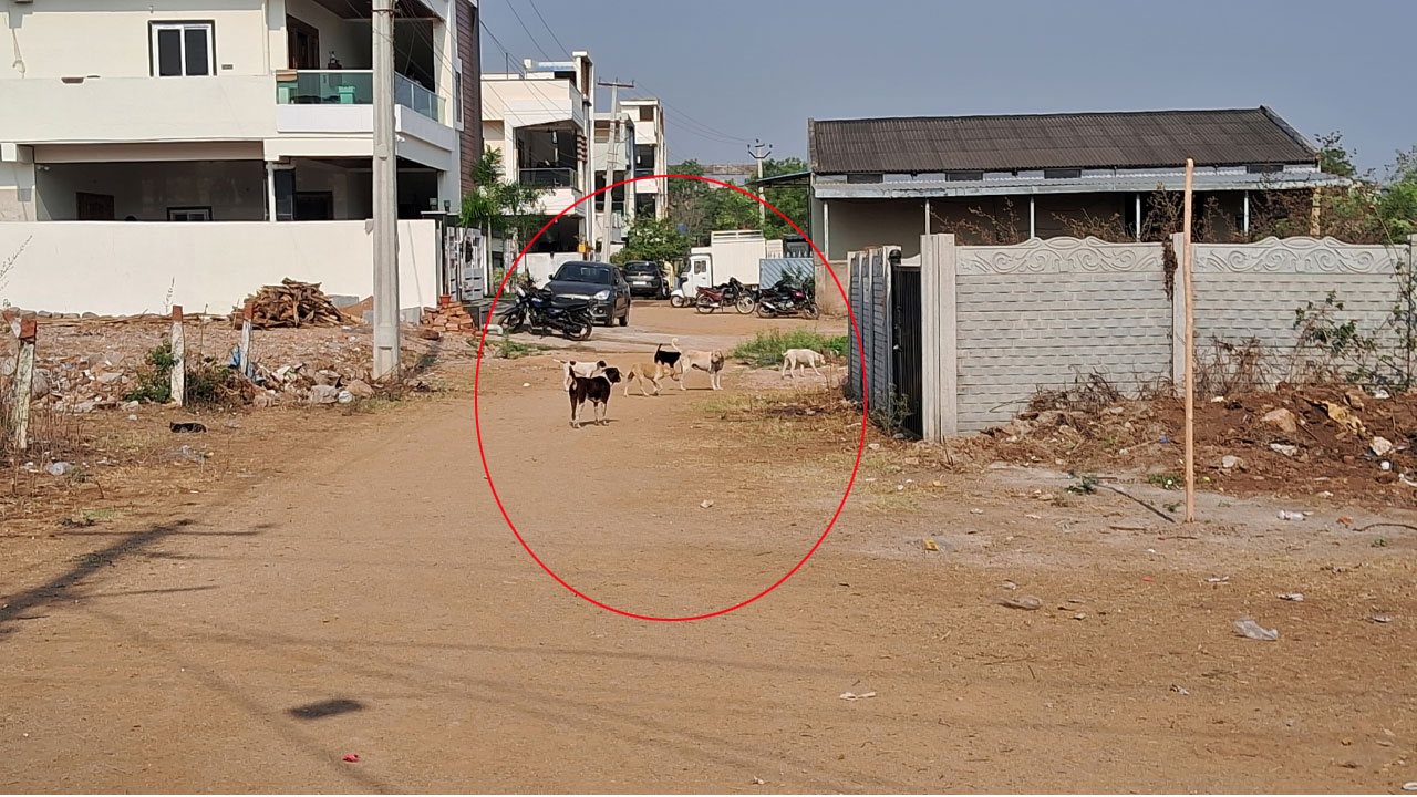 Turkayamjal | వీధి కుక్కల స్వైర విహారం.. పట్టించుకోని మున్సిపల్‌ అధికారులు