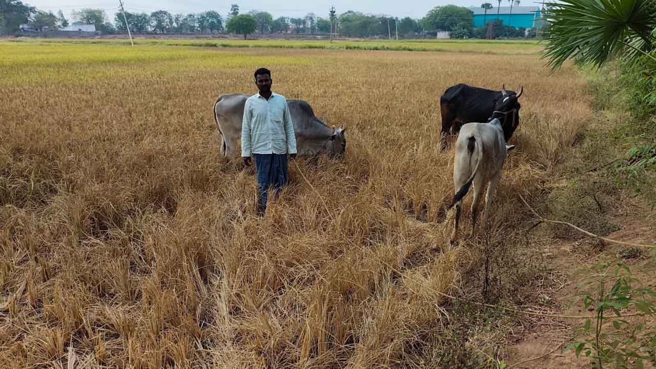 నీళ్లు లేక పశువులకు మేతగా..