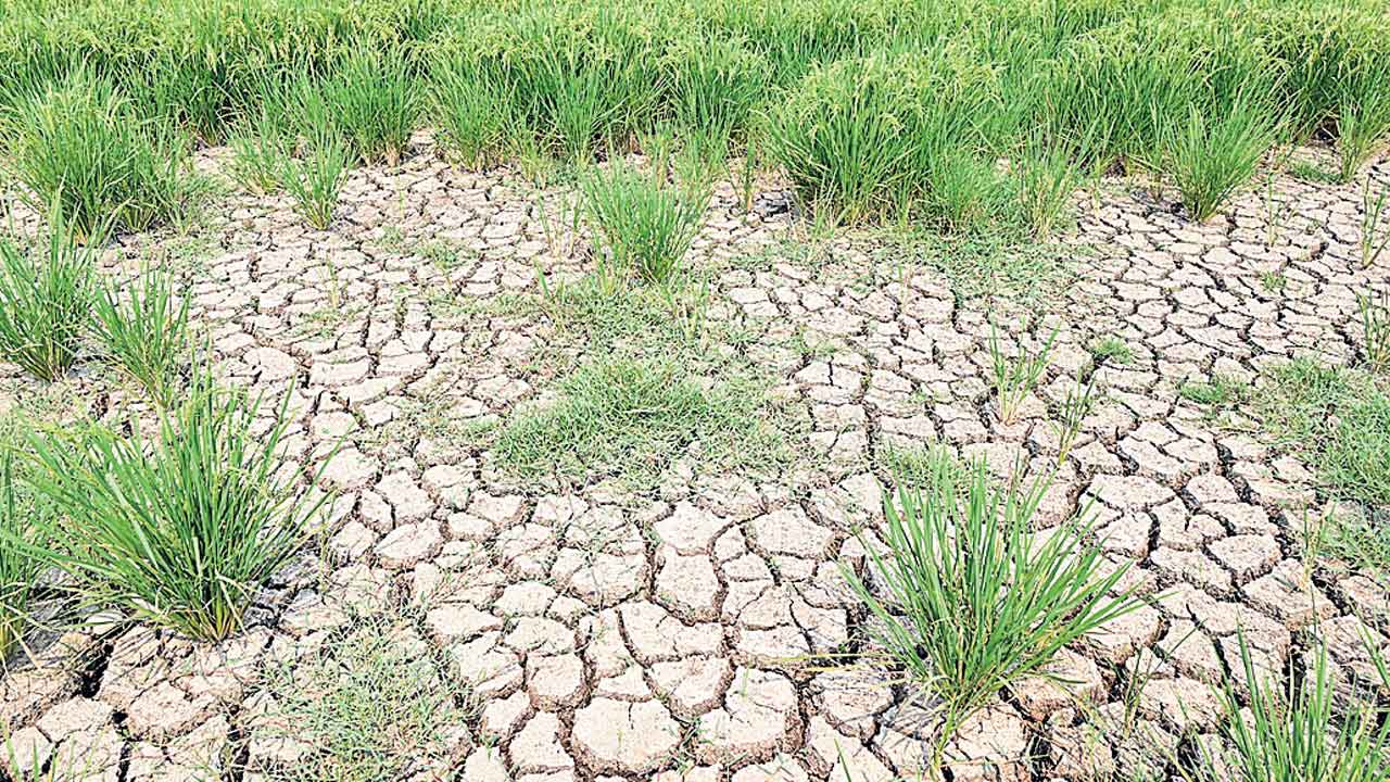 Kodad | పొలం పొక్కిలి!.. సాగు చేసింది 42 వేల ఎకరాలు.. ఎండింది 38 వేల ఎకరాలు