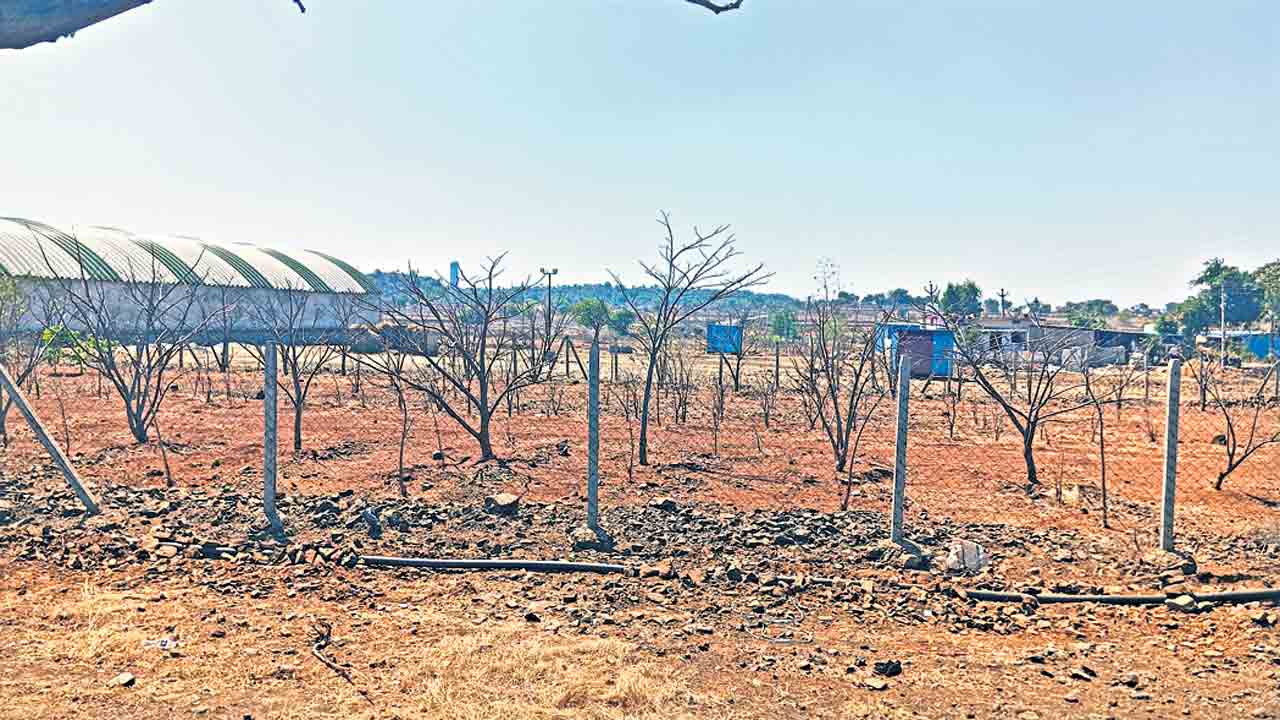 పచ్చదనం కనుమరుగు