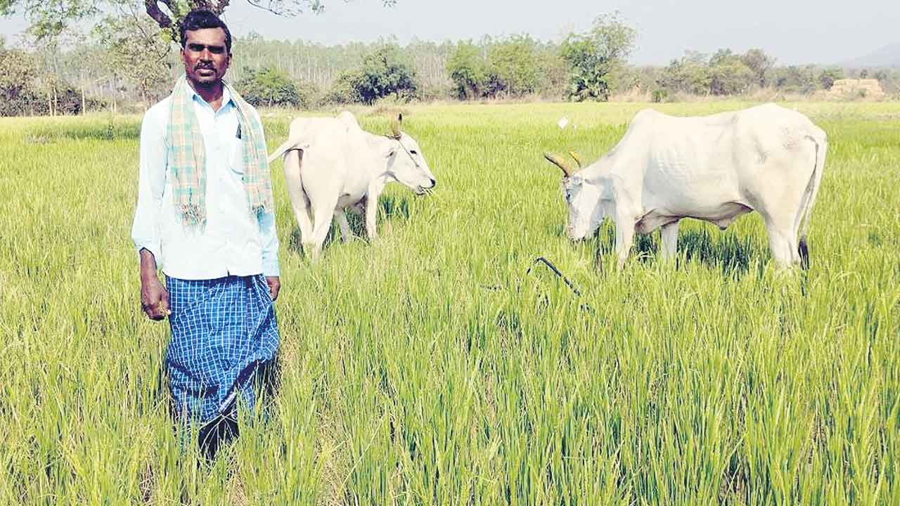 గోదావరి ఎడారి.. భూములు తడారి