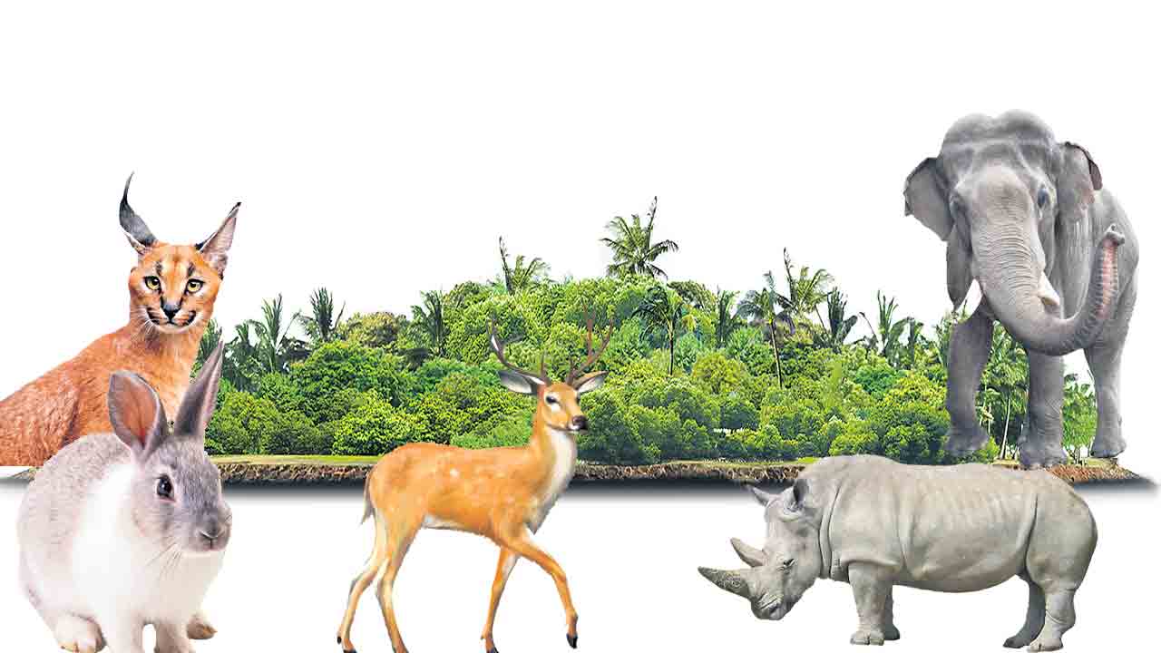 వంతారా ఎంతో వింతేరా! .. వింతైన ఆ జంతు ప్రపంచం చూసొద్దాం రండి!