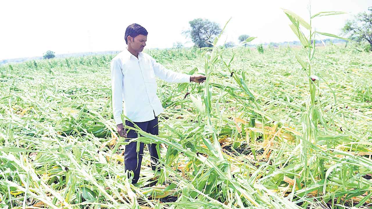 రెండు ఎకరాల సాగుకు లక్ష అప్పు