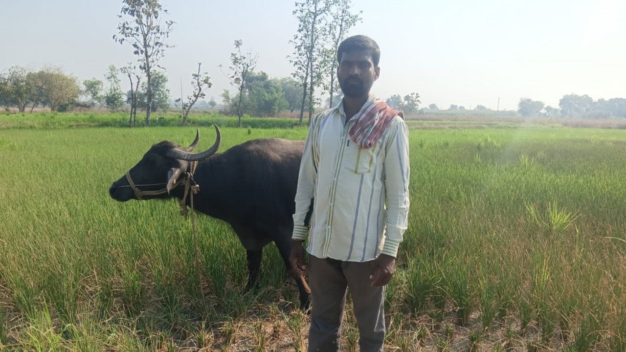 Paddy Crop | సాగు నీరు అందక ఎండిన వరి పంట.. కేసీఆర్ను తలచుకున్న రైతు