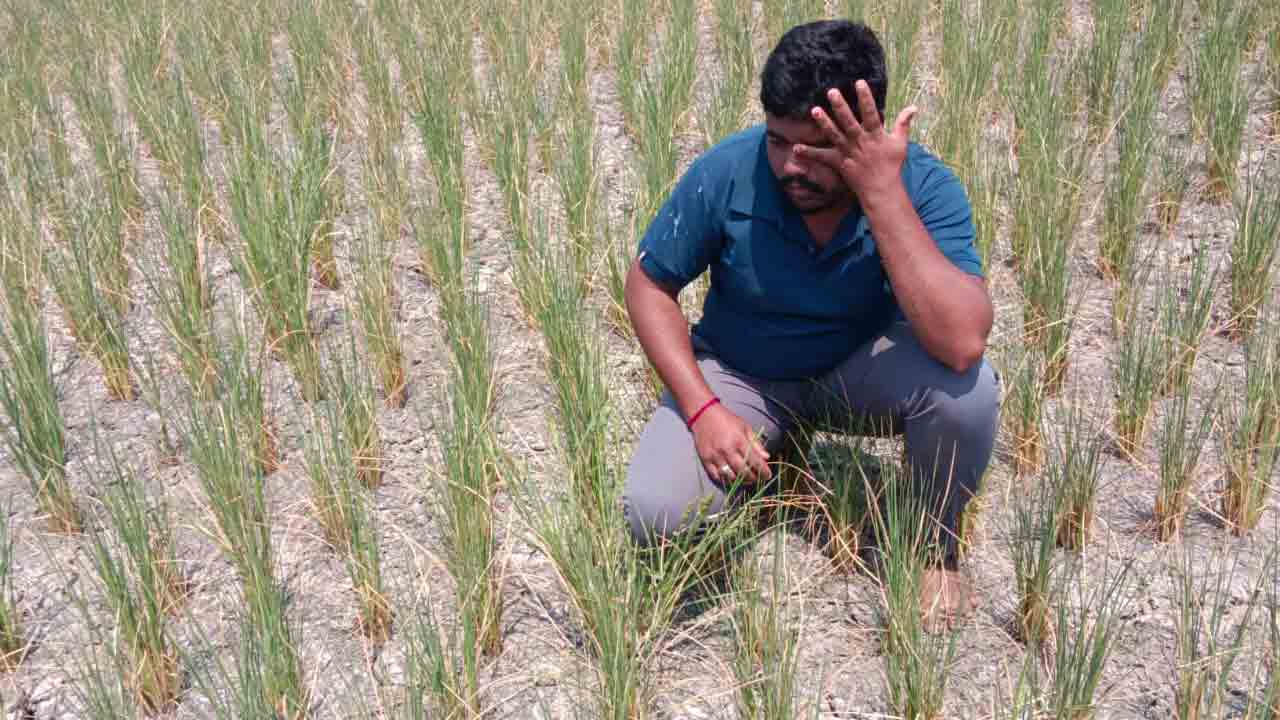 Farmer | ఎండిన వరి పంట.. పొలంలోనే రైతుల కన్నీరుమున్నీరు