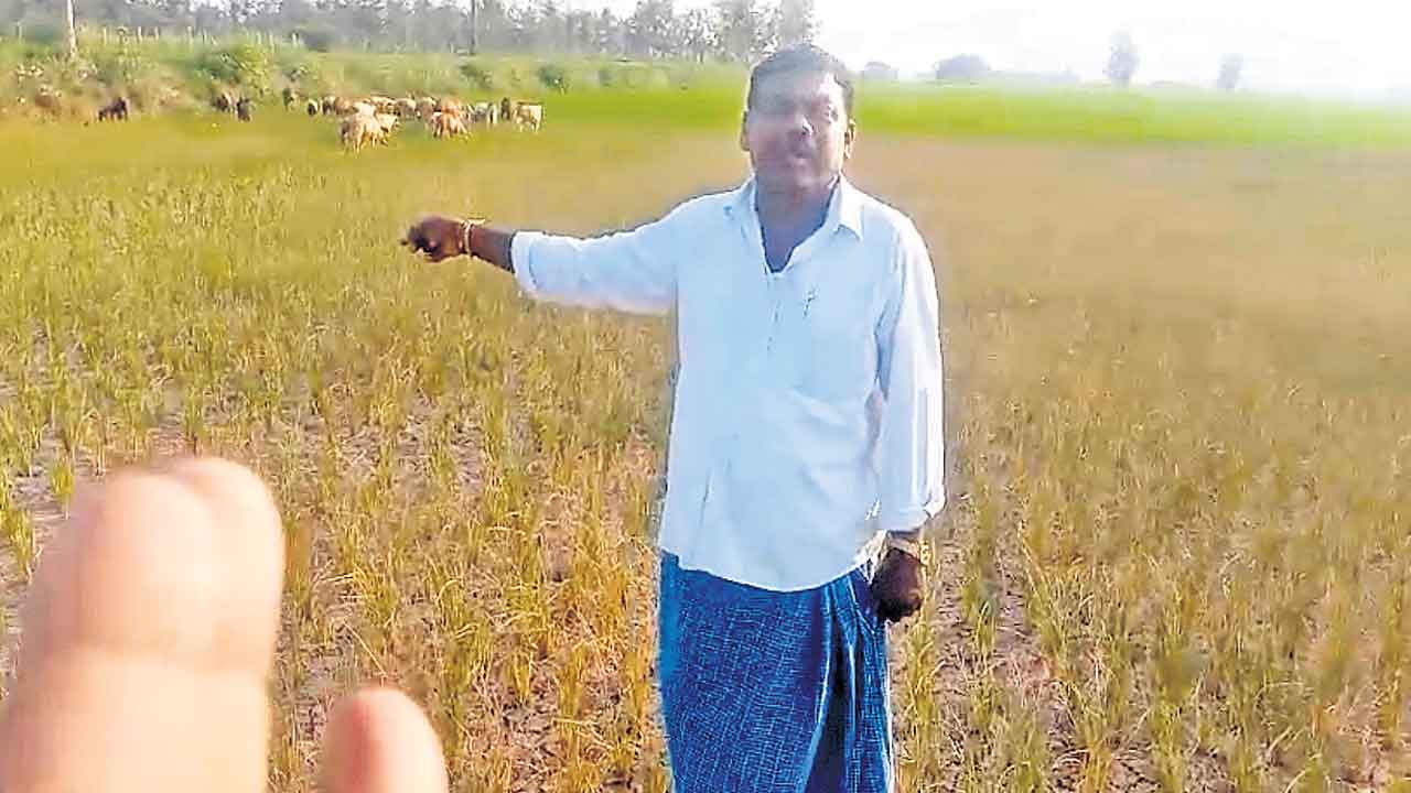 నా పంట ఎండింది.. పరిహారమియ్యండి