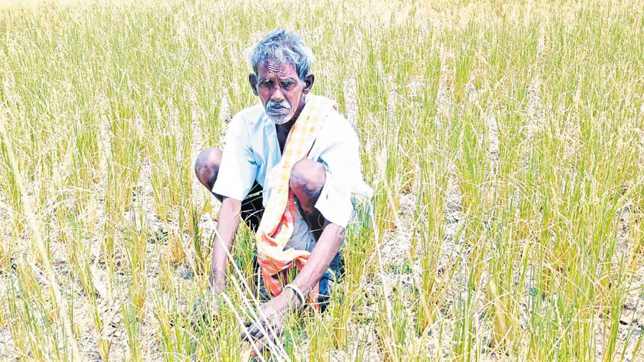 నీళ్లు లేక రైతన్న కంట కన్నీరు