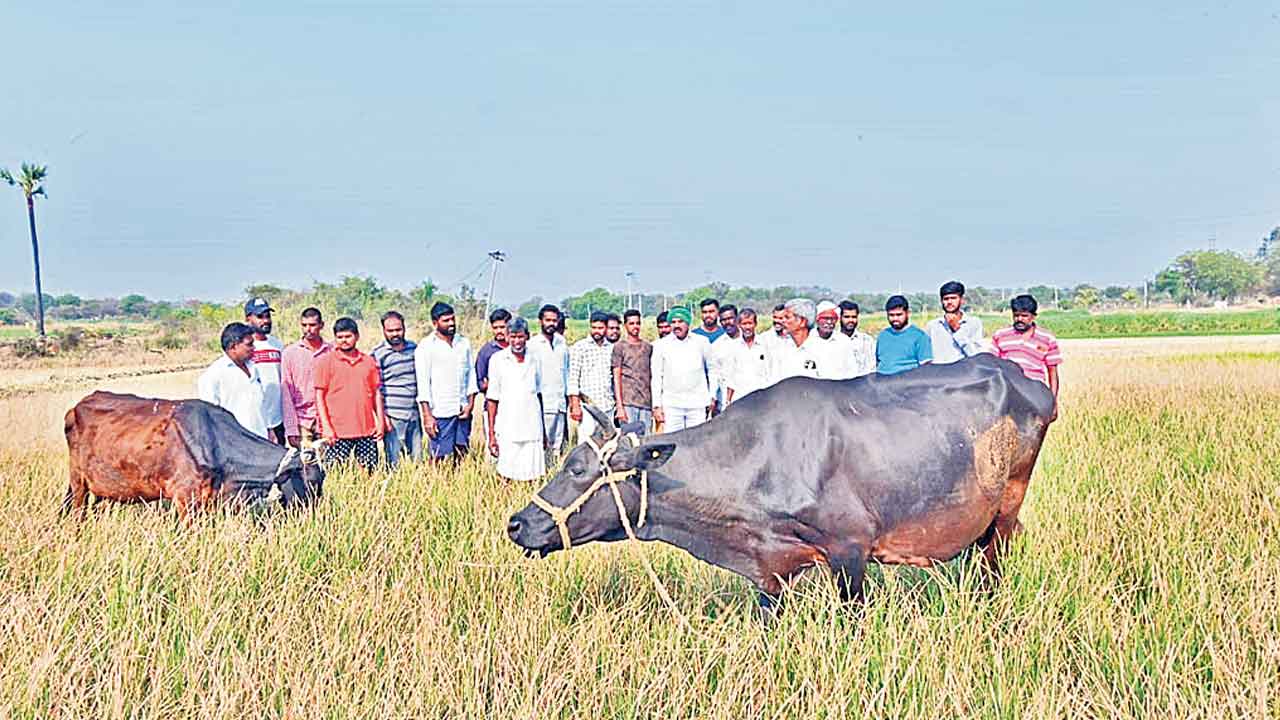 Congress | నీళ్లివ్వకుండా నట్టేట ముంచుతారా?.. కాంగ్రెస్‌ ప్రభుత్వం తీరుపై మల్లాపురం రైతుల ఆగ్రహం