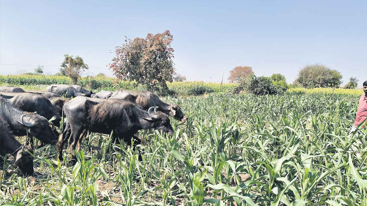 వేతకు జోన్న కాంగ్రెస్‌ తెచ్చిన కరువు