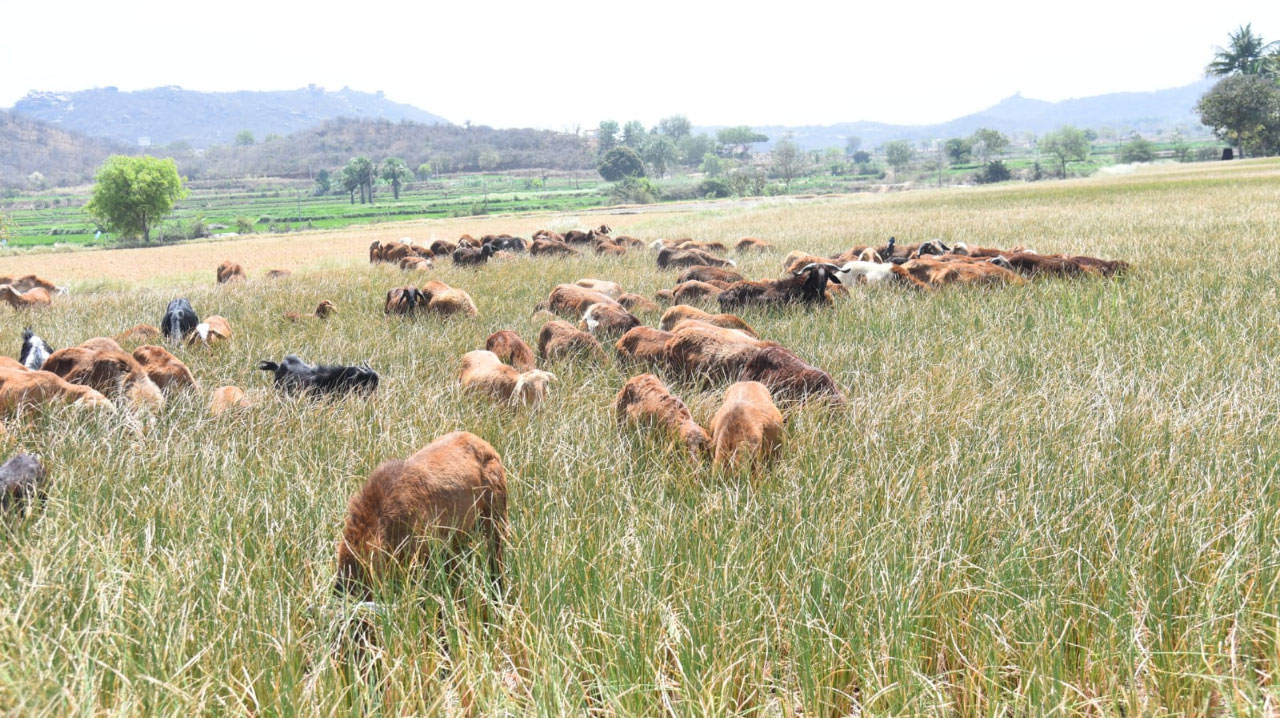 Rangareddy | సాగునీరు లేక అల్లాడుతున్న రంగారెడ్డి జిల్లా రైతాంగం