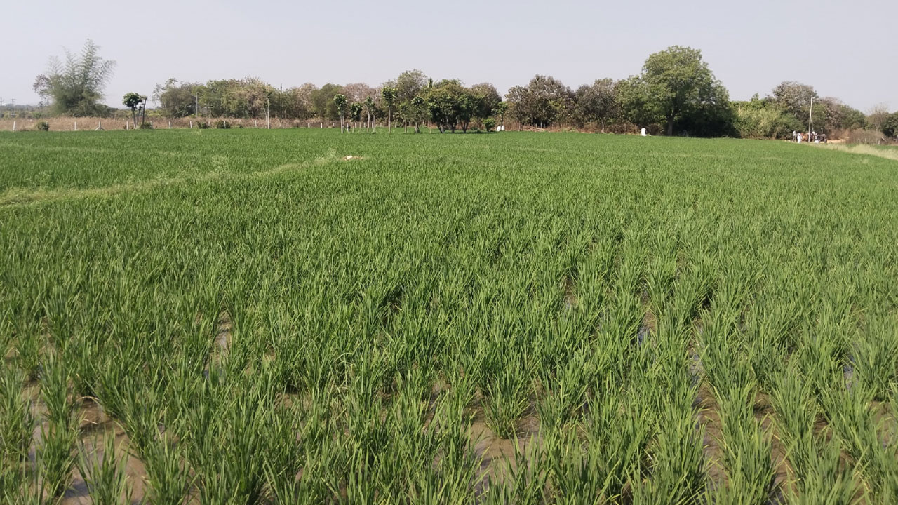 Keshampet | ఎండుతున్న పంటలను కాపాడుకునే ఆరాటంలో.. రైతుకు మరో రైతు సాగునీటి సాయం