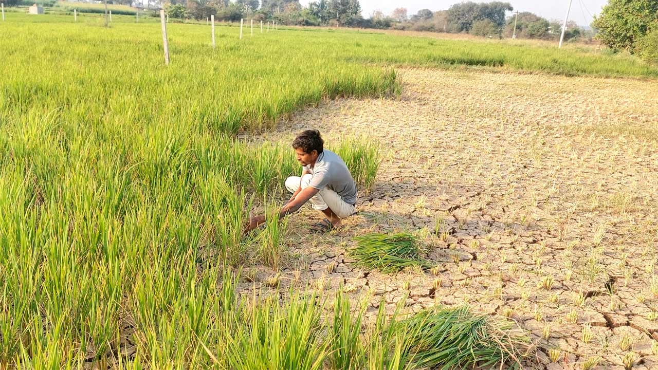 Ground Water | పాతాళంలోకి జలం… నీళ్లు లేక పశువులకు మేతగా వరి పంట
