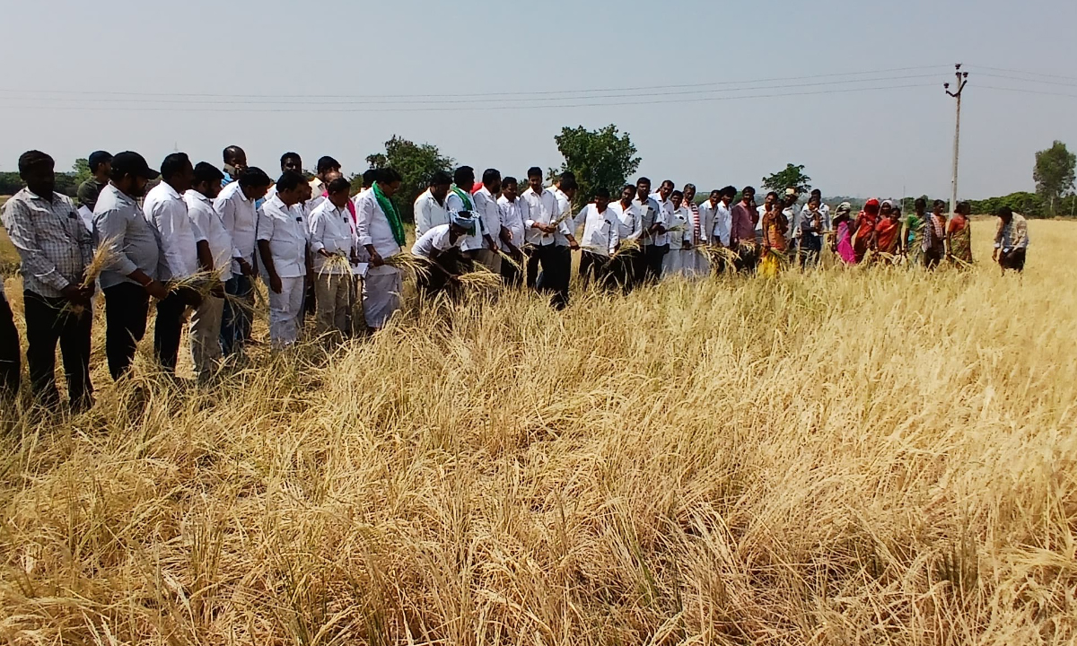 Gadwal3