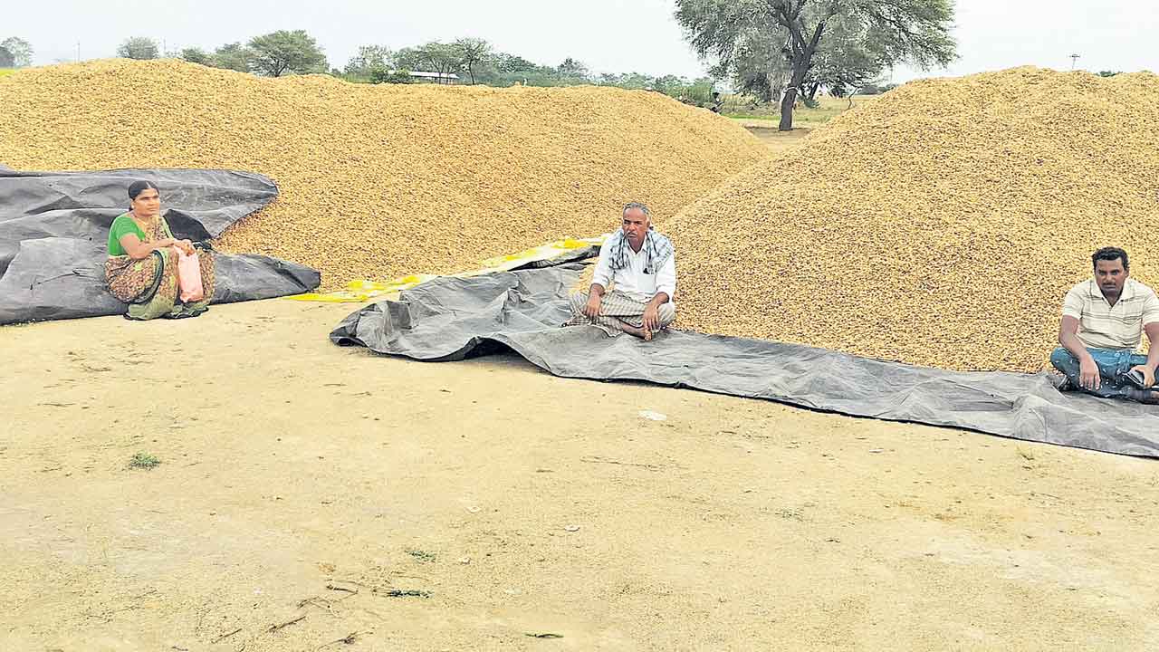 గన్నీ బ్యాగులు లేవని పల్లీ కొనుగోళ్లు ఆపేసిండ్రు