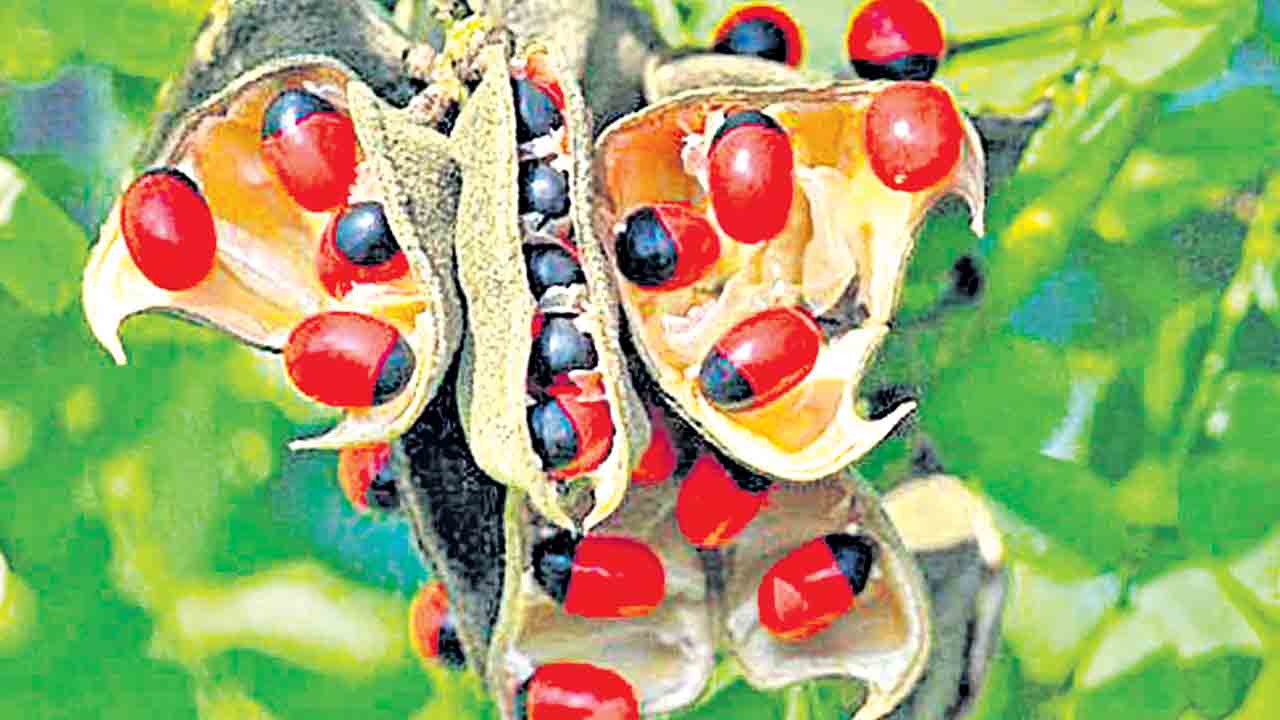 ఘనం.. పీవీ వనం