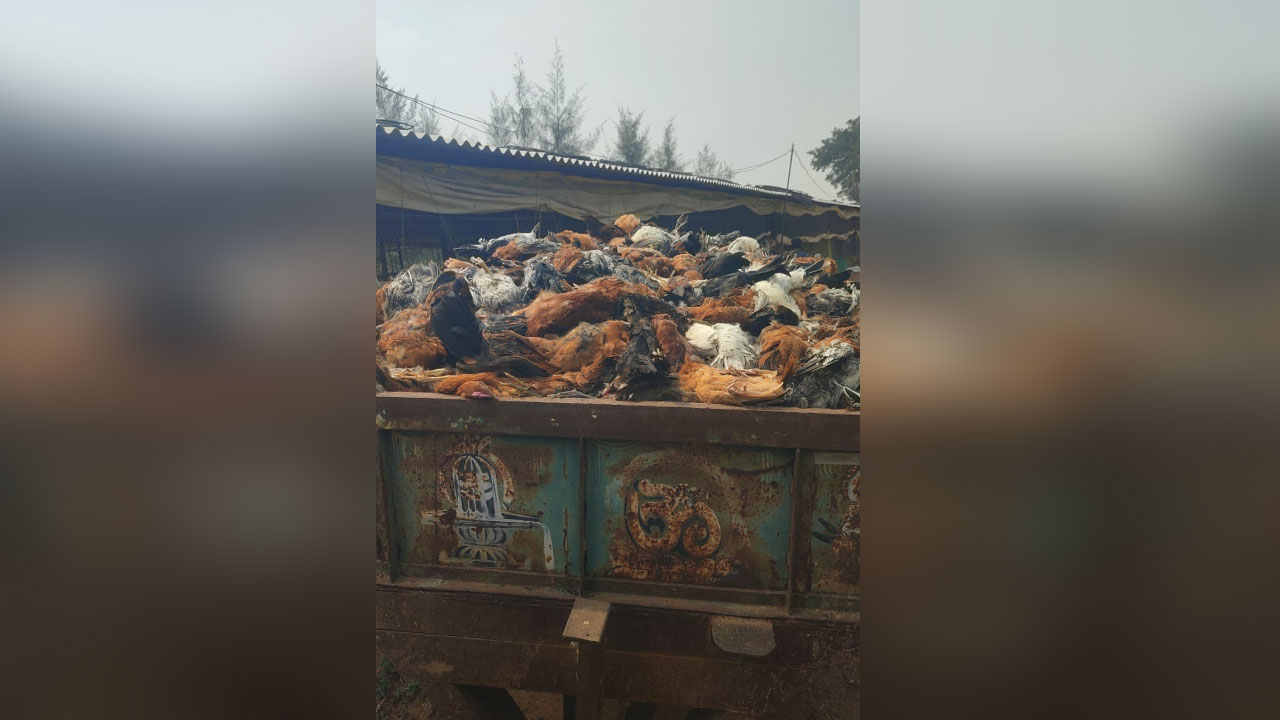 Birdflu | బర్డ్‌ఫ్లూ వ్యాధి సోకి 3500 నాటు కోళ్లు మృతి