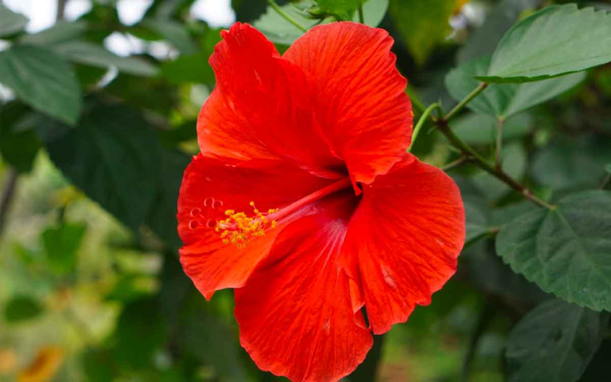 Hibiscus | ప్రకృతి అందించిన ఆరోగ్య ప్ర‌దాయిని మందార‌.. ఈ పువ్వుల్లో అడుగ‌డుగునా ఔష‌ధ గుణాలు..