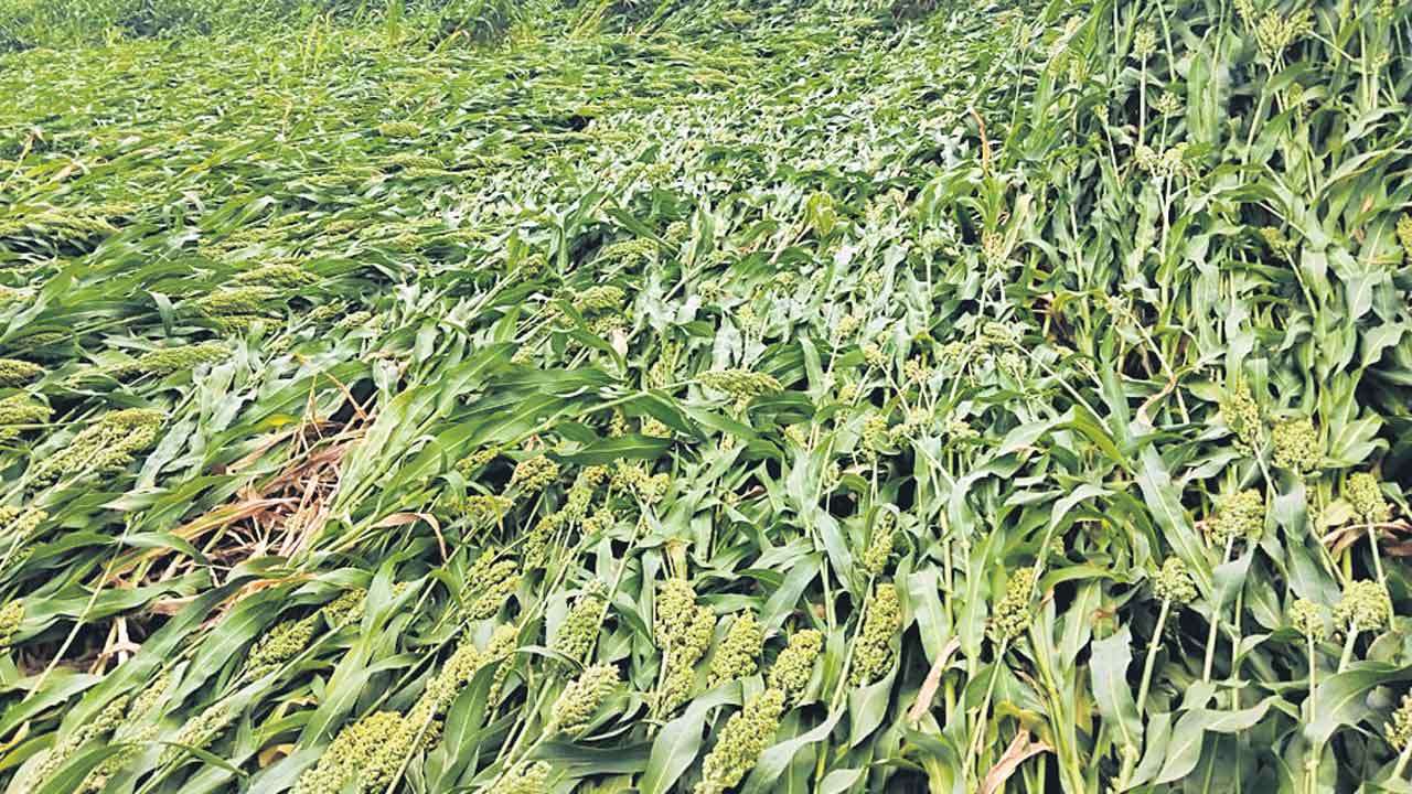 184 ఎకరాల్లో పంటనష్టం