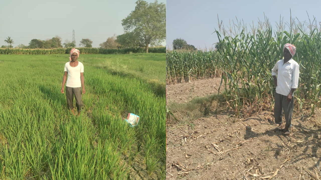 Farmers | కేశంపేట మండలంలో ఎండుతున్న పంటలు.. దిక్కుతోచని స్థితిలో అన్నదాతలు