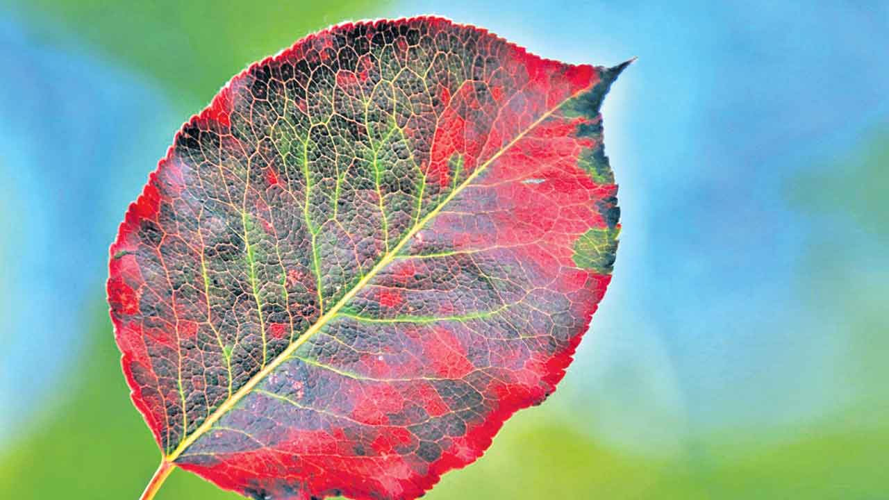 Leaf
