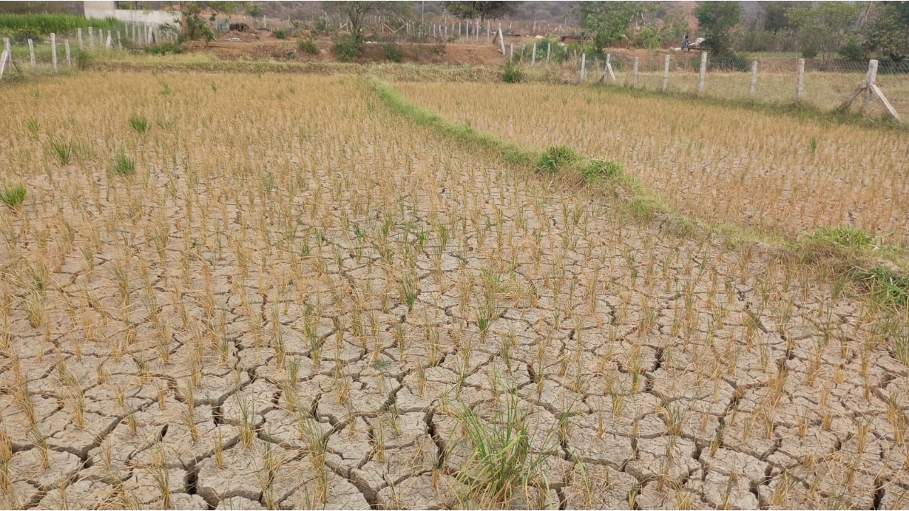 Manchala | అడుగంటిన భూగ‌ర్భ జలాలు.. ఎండుతున్న పంట‌ పొలాలు.. రైతన్నకు తప్పని కన్నీళ్లు..