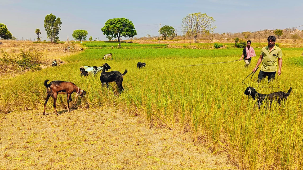 Manchala | బండలేమూరులో అడుగంటుతున్న భూగర్భజలాలు.. చేతికి వచ్చిన పంట పశువులకు మేత..