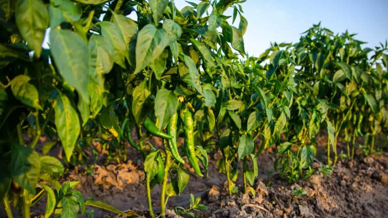 Chilli Farming | సస్యరక్షణ చర్యలతోనే మిర్చి అధిక దిగుబడులు: డాక్టర్ ఎం వెంకటేశ్వర్ రెడ్డి